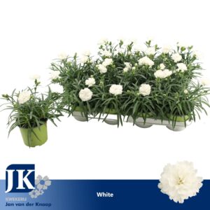 Carnation Dinah Carnation P12 White TST
(12 Plants/Order)(12cmP 22cmH)