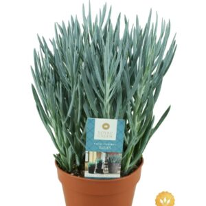 Curio ficoides Blues Curio blues 15 cm
(6 Plants/Order)(15cmP 30cmH)