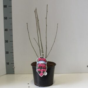 Hibiscus syriacus Duc de Brabant Hibiscus syr. 'Duc de Brabant'
(1 Plants/Order)(19cmP 50cmH)