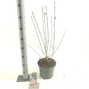 Hibiscus syriacus Hibiscus syr. Pink Chiffon ('Jwnwood4'PBR)
(1 Plants/Order)(23cmP 70cmH)