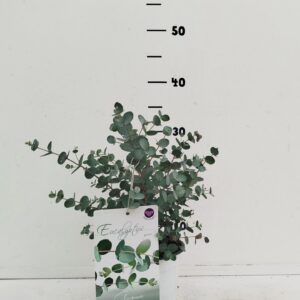 Eucalyptus gunnii Eucalyptus gunnii
(6 Plants/Order)(15cmP 20cmH)