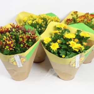 Chrysanthemum Indicum Paper Duo hoes dark yellow 14 cm
(5 Plants/Order)(14cmP 27cmH)