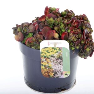 Sedum other Sedum makinoi
(6 Plants/Order)(17cmP 25cmH)