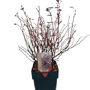 Berberis thunbergii pink Glow Berberis thunbergii 'Rose Glow' P17
(6 Plants/Order)(17cmP 45cmH)