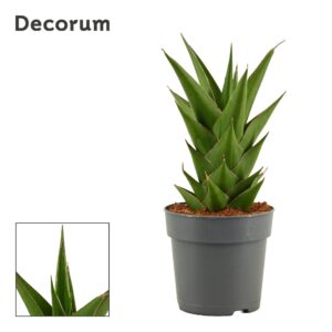 Sansevieria other Sansevieria Temple Crown 12 cm (Decorum)
(10 Plants/Order)(12cmP 27cmH)
