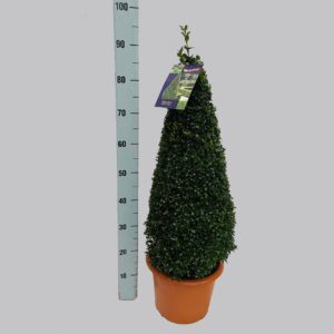 Buxus other Buxus semp. 60-70 cm 26/TC7.5
(1 Plants/Order)(26cmP 85cmH)