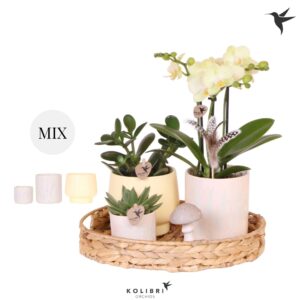 Arrangement Phalaenopsis Kolibri Gift Set Easter
(1 Plants/Order)(30cmP 40cmH)