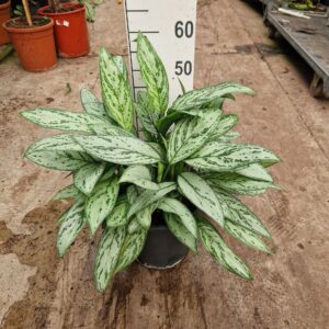 Aglaonema Silver Queen Aglaonema Silver Queen
(1 Plants/Order)(27cmP 45cmH)