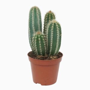 Pilosocereus pachycladus Pilosocereus pachycladus 8,5 cm
(18 Plants/Order)(8.5cmP 12cmH)