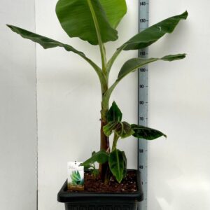 Musa Dwarf Cavendish Musa Dwarf Cavendish C35
(1 Plants/Order)(40cmP 150cmH)