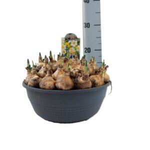 Narcissus Narcissus Golden Echo
(1 Plants/Order)(27cmP 25cmH)