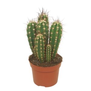 Neoraimondia herzogiana Neocardenasia 12 cm
(6 Plants/Order)(12cmP 20cmH)