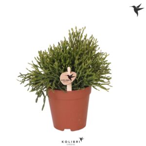 Hatiora Greens Rhipsalis Baccifera
(12 Plants/Order)(9cmP 17cmH)