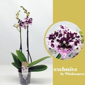 Phalaenopsis white more Ripsen Speechless Elegance 2-tak 60cm (GROEN)
(10 Plants/Order)(12cmP 60cmH)