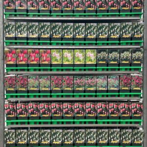 Dicentra formosa Dicentra formosa and spectabilis mix CC P11
(10 Plants/Order)(11cmP 25cmH)