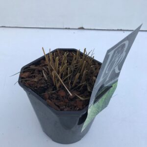 Molinia caerulea Molinia 'Edith Dudszus'
(6 Plants/Order)(17cmP 40cmH)