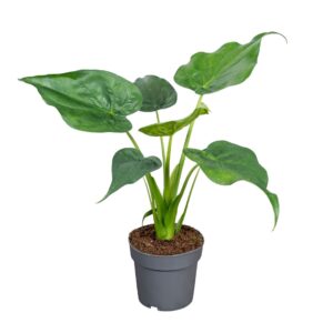 Alocasia cucullata Alocasia Cucullata 14cm
(8 Plants/Order)(14cmP 45cmH)