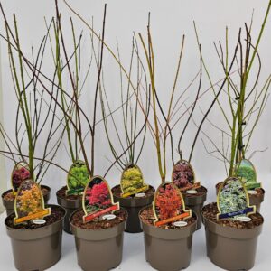 Acer palmatum Acer palmatum 20cm
(7 Plants/Order)(20cmP 70cmH)