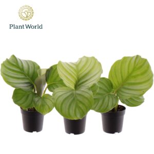 Calathea orbifolia Calathea Orbifolia 7 cm
(28 Plants/Order)(7cmP 20cmH)