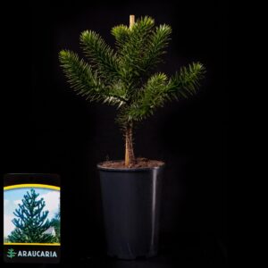 Araucaria araucana Araucaria araucana C3
(8 Plants/Order)(19cmP 25cmH)