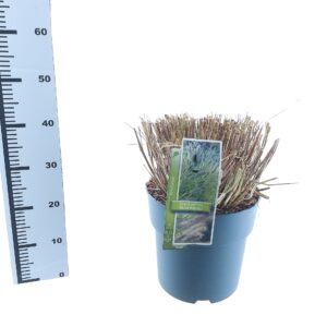 Pennisetum alopecuroides Pennisetum alopecuroides 'Black Beauty'
(1 Plants/Order)(29cmP 40cmH)