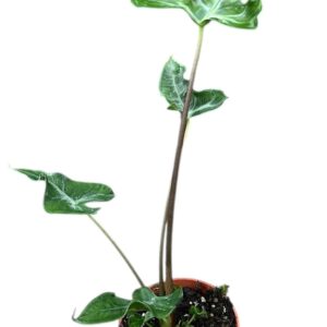 Alocasia Alocasia Teletubbies
(2 Plants/Order)(10.5cmP 20cmH)