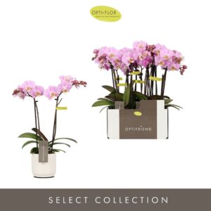 Phalaenopsis Multiflora Optifriend Fenna 2 spike in Lazio White
(6 Plants/Order)(7cmP 25cmH)