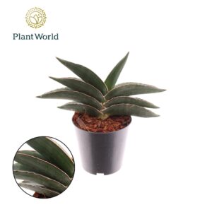 Sansevieria Samurai Sansevieria Samurai
(14 Plants/Order)(12cmP 20cmH)