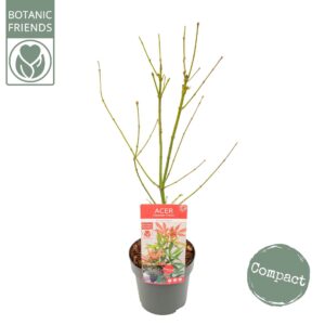 Acer palmatum Jerre Schwartz Acer palm. 'Jerre Schwartz'
(5 Plants/Order)(19cmP 65cmH)