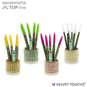 Sansevieria Cylindrica Sansevieria VELVET TOUCHZ® mix in Pot Elsa
(15 Plants/Order)(6cmP 20cmH)