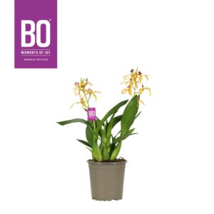 Orchideeen Encyclia P12 BO Yellow
(6 Plants/Order)(12cmP 45cmH)