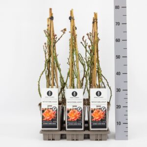 Rosa Westerland (K) C3, 3 stok 75 cm
(6 Plants/Order)(17cmP 40cmH)