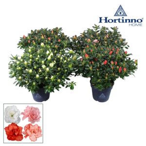 Rhododendron Hortinno mix Hortinno® Home 'gemengd' 35 - 37 cm
(6 Plants/Order)(15cmP 35cmH)