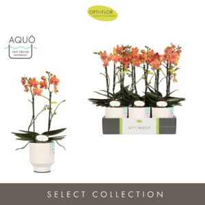 Phalaenopsis Multifl. typ 'Paprika' Optimost pepper 2 spike in Emilia White Aquo
(6 Plants/Order)(12cmP 45cmH)