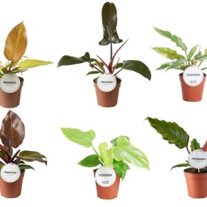 Philodendron Philodendron mix
(10 Plants/Order)(12cmP 30cmH)