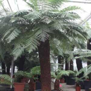 Dicksonia antarctica Dicksonia antarctica
(1 Plants/Order)(80cmP 400cmH)