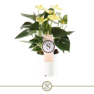 Anthurium Vanilla Yellow Champion 9cm
(12 Plants/Order)(9cmP 30cmH)