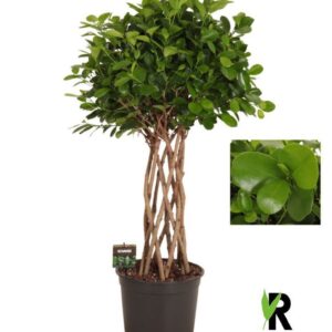 Ficus Moclame Ficus micr. Moclame gevlochten cilinder
(1 Plants/Order)(27cmP 110cmH)