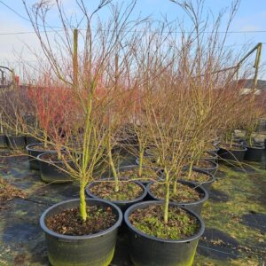 Acer palmatum Seiryu Acer palmatum 'Seiryu'
(1 Plants/Order)(59cmP 170cmH)
