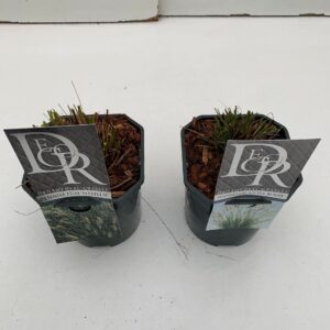 Pennisetum Pennisetum mix
(6 Plants/Order)(17cmP 20cmH)