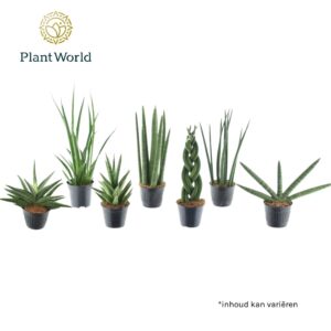 Sansevieria Cylindrica Sansevieria mix Kalahari P10,5
(11 Plants/Order)(10.5cmP 10cmH)
