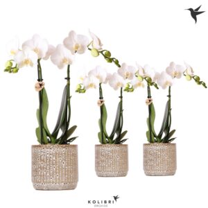 Phalaenopsis Multiflora Kolibri Orchids Phalaenopsis white 2 spike in Jaguar Pot
(8 Plants/Order)(9cmP 40cmH)