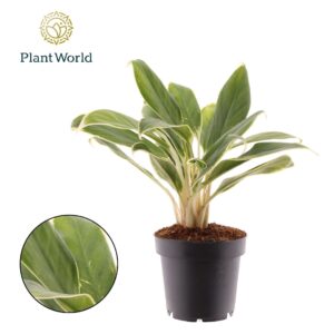 Aglaonema White Lime Aglaonema White Lime
(14 Plants/Order)(12cmP 30cmH)