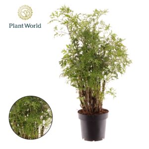 Polyscias fruticosa Polyscias Hawaiiana Ming
(14 Plants/Order)(12cmP 45cmH)