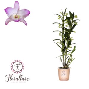 Dendrobium nobile Spring Dream 'Kum Dendrobium Nobile Kumiko 2 Tak, 14+ receme Florallure
(10 Plants/Order)(12cmP 50cmH)