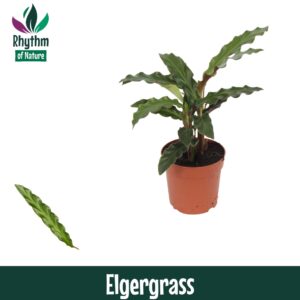 Calathea Elgergrass Calathea 7cm Elgergrass
(16 Plants/Order)(7cmP 15cmH)