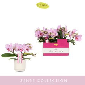 Phalaenopsis Multiflora Amorosso Merlini in Lazio White
(6 Plants/Order)(7cmP 25cmH)