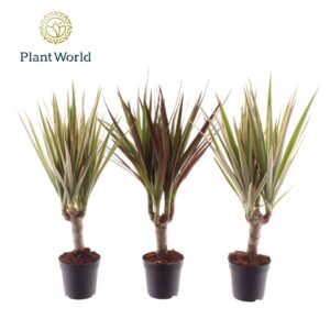 Dracaena Dracaena mixed op stam 7 cm
(28 Plants/Order)(7cmP 35cmH)