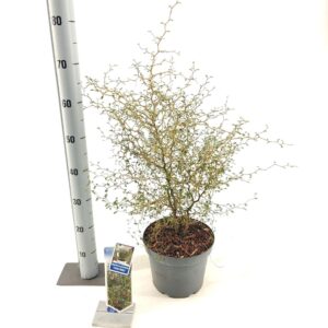 Sophora Little Baby Sophora prostata 'Little Baby'
(1 Plants/Order)(23cmP 65cmH)