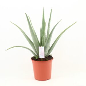 Aloe vera Aloe Vera P24
(1 Plants/Order)(24cmP 70cmH)
